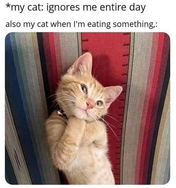 *my cat: ignores me entire day also my cat when I'm eating something,: