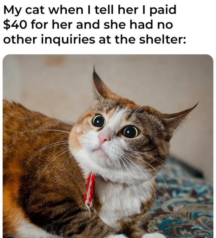 My cat when I tell her I paid $40 for her and she had no other inquiries at the shelter: