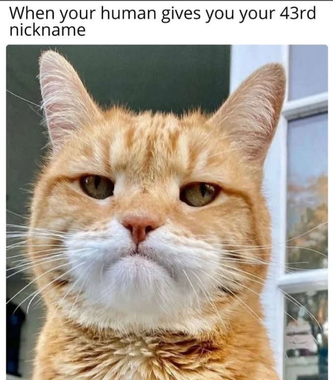 When your human gives you your 43rd nickname