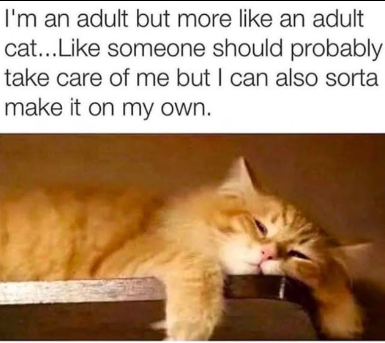 I'm an adult but more like an adult cat...Like someone should probably take care of me but I can also sorta make it on my own.