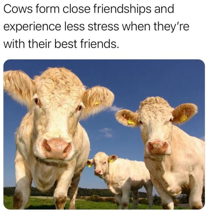 Cows form close friendships and experience less stress when they're with their best friends.