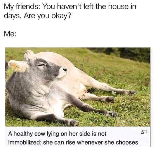 My friends: You haven't left the house in days. Are you okay? Me: A healthy cow lying on her side is not immobilized; she can rise whenever she chooses.