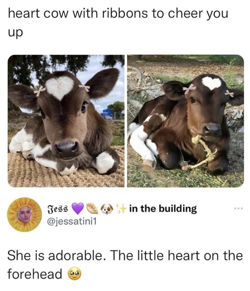 heart cow with ribbons to cheer you up Jess in the building *** @jessatini1 She is adorable. The little heart on the forehead