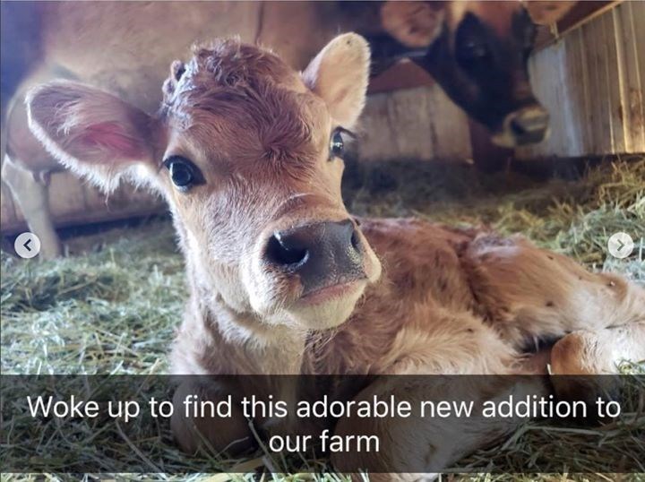 Woke up to find this adorable new addition to our farm