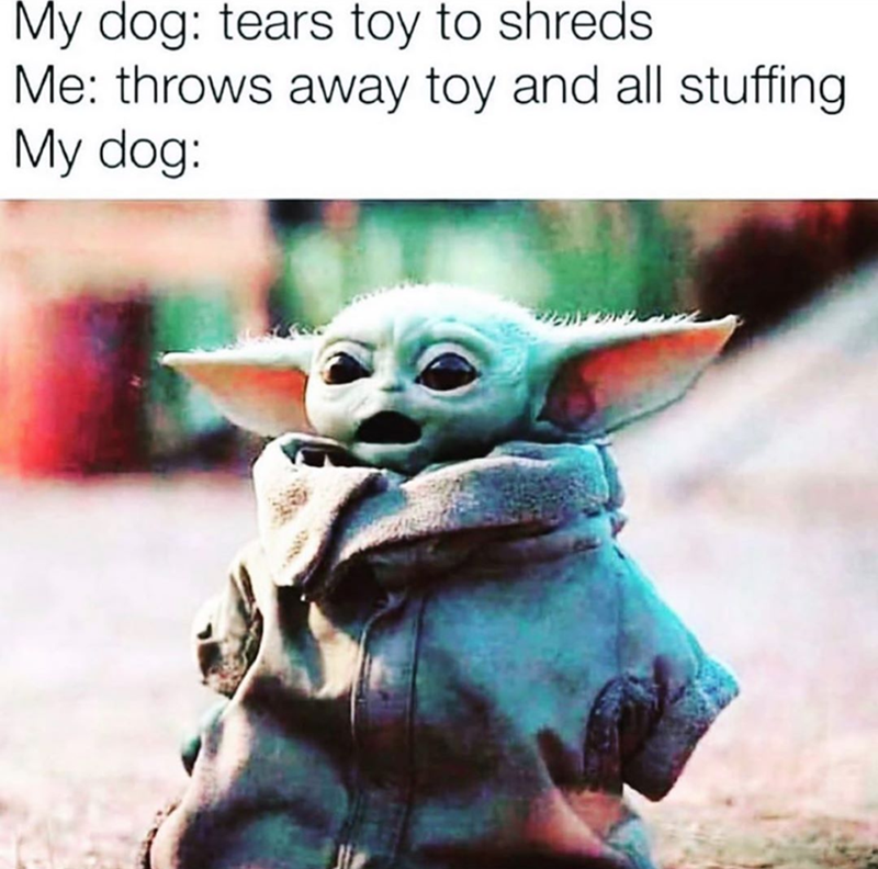 My dog: tears toy to shreds Me: throws away toy and all stuffing My dog: