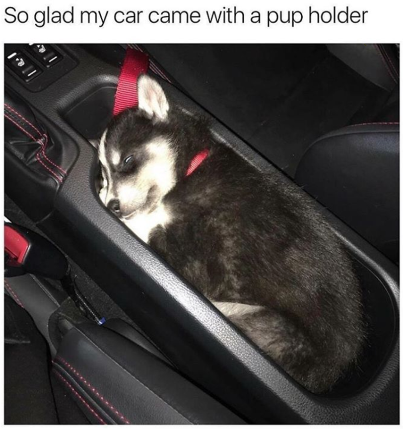 So glad my car came with a pup holder