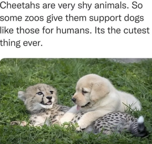 Cheetahs are very shy animals. So some zoos give them support dogs like those for humans. Its the cutest thing ever.