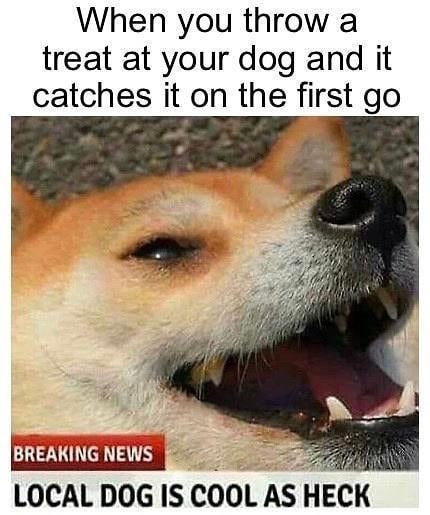 When you throw a treat at your dog and it catches it on the first go BREAKING NEWS LOCAL DOG IS COOL AS HECK