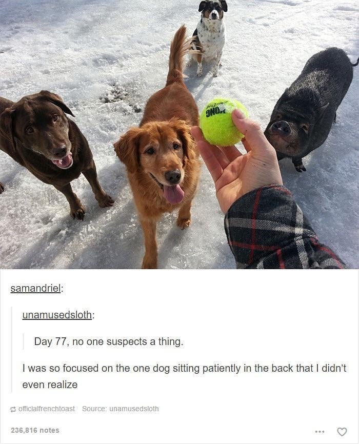 INO samandriel: unamusedsloth: Day 77, no one suspects a thing. I was so focused on the one dog sitting patiently in the back that I didn't even realize officialfrenchtoast Source: unamusedsloth 236,816 notes