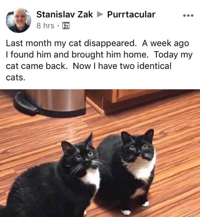 Stanislav Zak Purrtacular 8 hrs⚫ Last month my cat disappeared. A week ago I found him and brought him home. Today my cat came back. Now I have two identical cats.