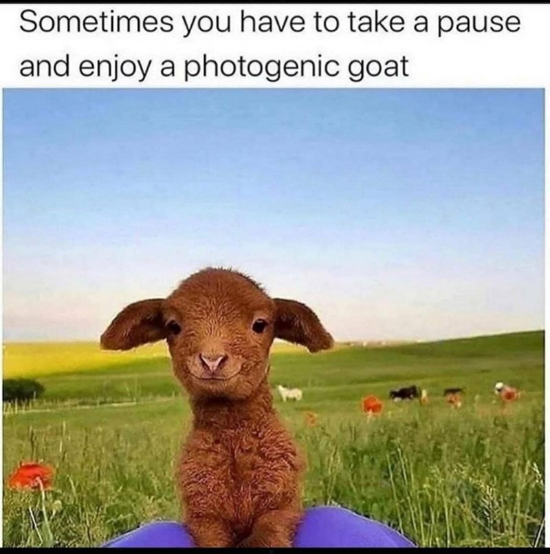 Sometimes you have to take a pause and enjoy a photogenic goat
