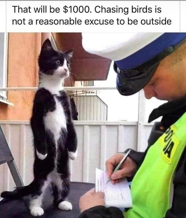 That will be $1000. Chasing birds is not a reasonable excuse to be outside
