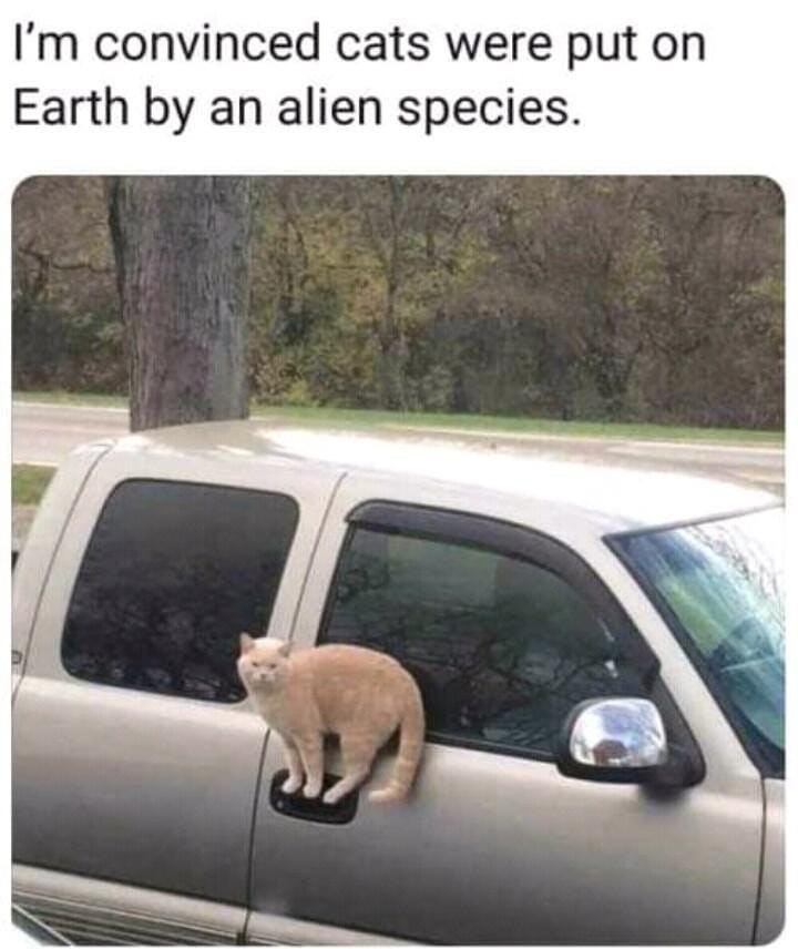 I'm convinced cats were put on Earth by an alien species.