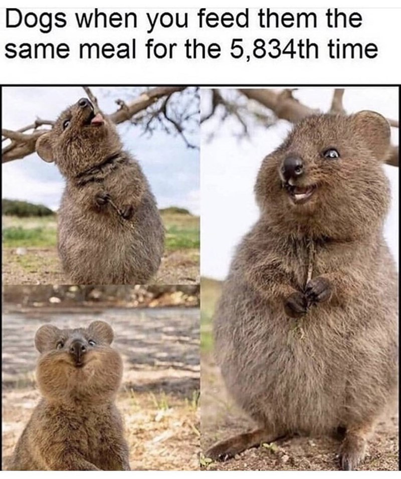 Dogs when you feed them the same meal for the 5,834th time