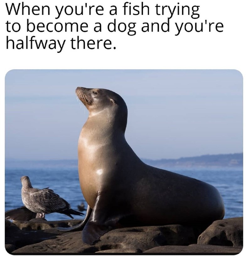 When you're a fish trying to become a dog and you're halfway there.