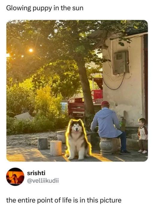 Glowing puppy in the sun srishti @velliikudii the entire point of life is in this picture
