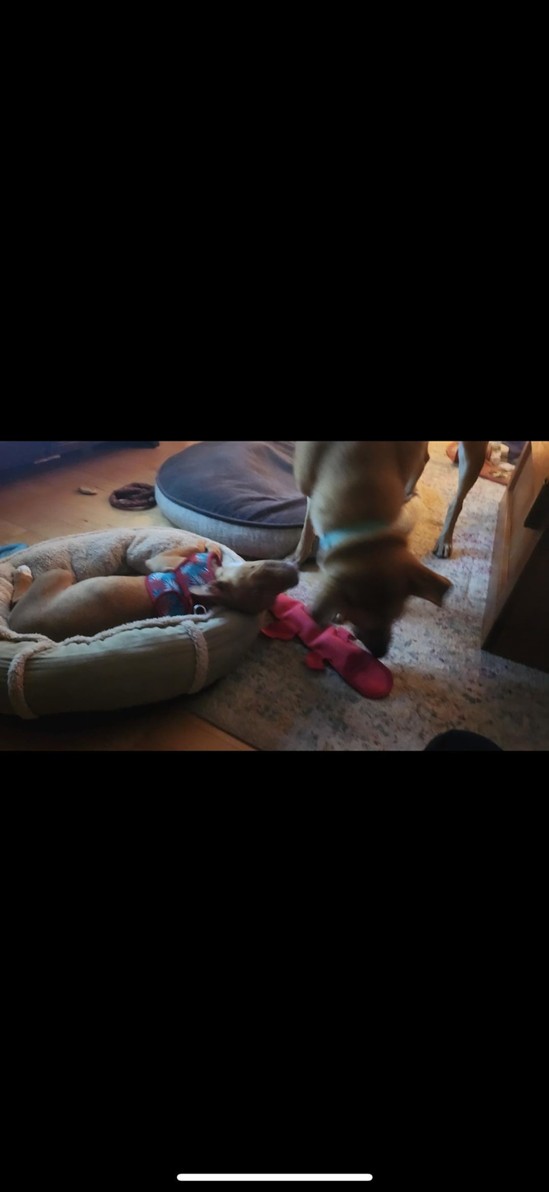 Cheezburger Image 10612376576