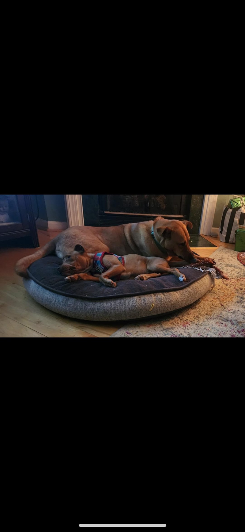 Cheezburger Image 10612377600