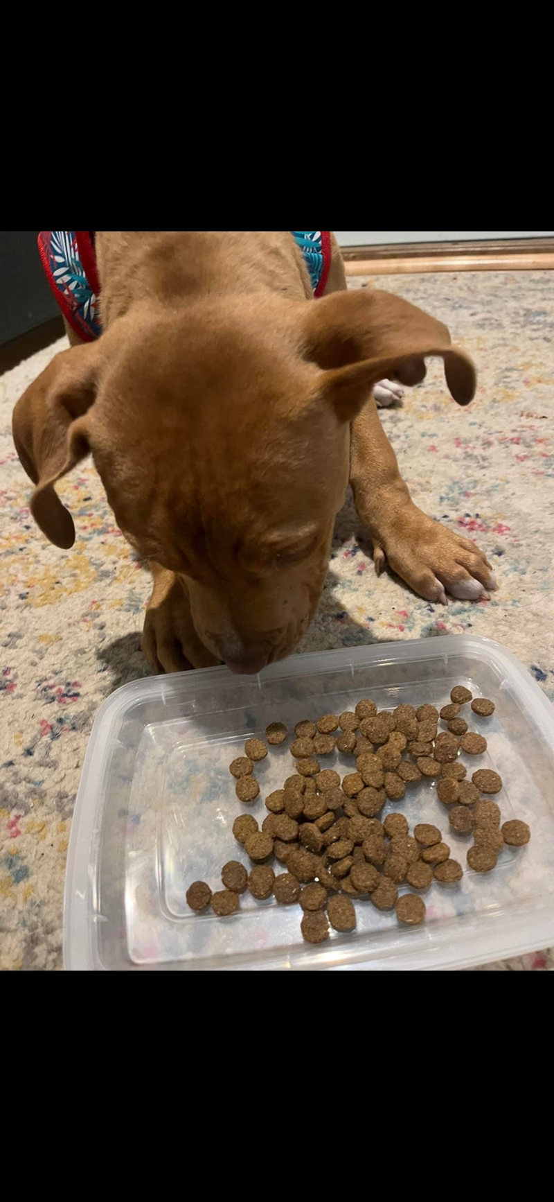 Cheezburger Image 10612378112