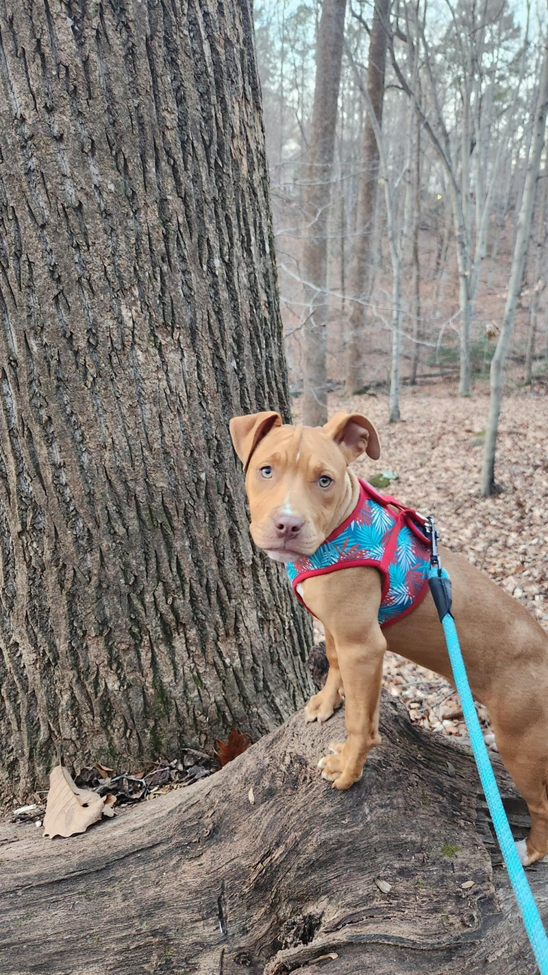 Cheezburger Image 10612379392