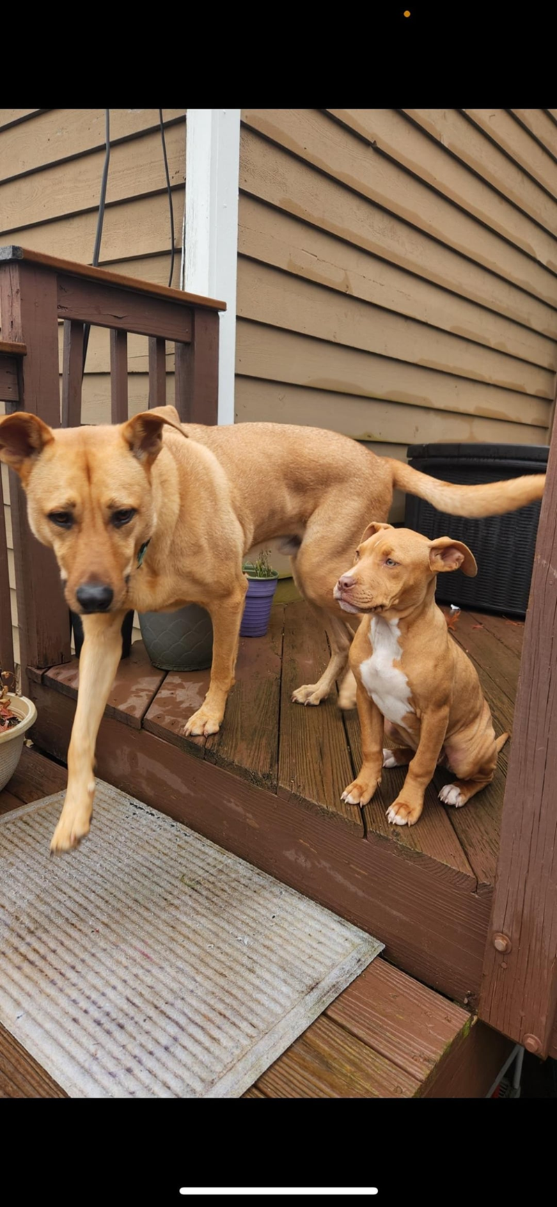 Cheezburger Image 10612379648