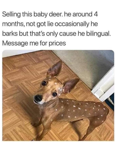 Selling this baby deer. he around 4 months, not got lie occasionally he barks but that's only cause he bilingual. Message me for prices