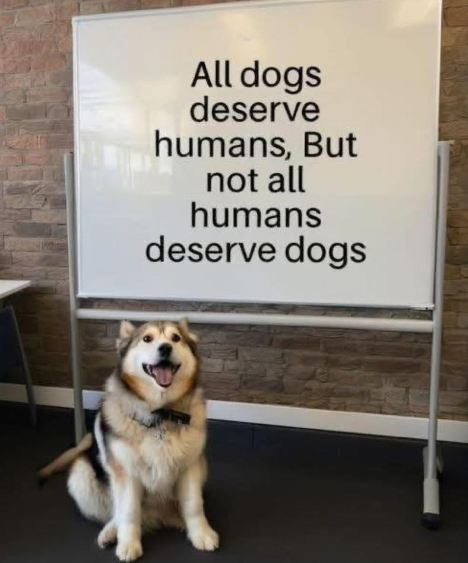 All dogs deserve humans, But not all humans deserve dogs
