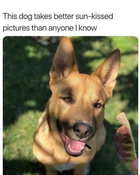 This dog takes better sun-kissed pictures than anyone I know
