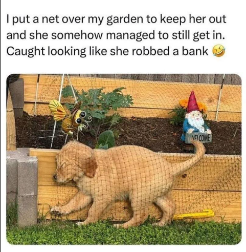 I put a net over my garden to keep her out and she somehow managed to still get in. Caught looking like she robbed a bank MFI COME