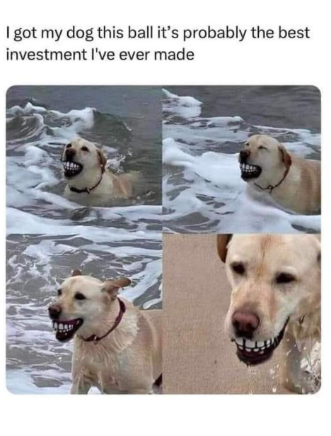 I got my dog this ball it's probably the best investment I've ever made