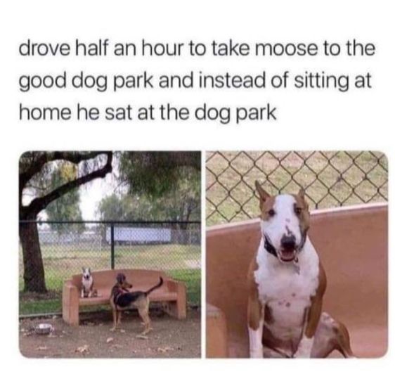 drove half an hour to take moose to the good dog park and instead of sitting at home he sat at the dog park