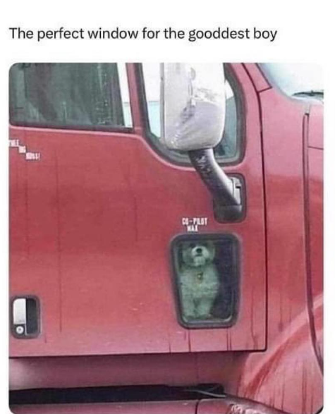 The perfect window for the gooddest boy CO-PLOT MAX