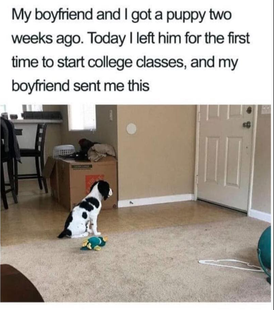 My boyfriend and I got a puppy two weeks ago. Today I left him for the first time to start college classes, and my boyfriend sent me this