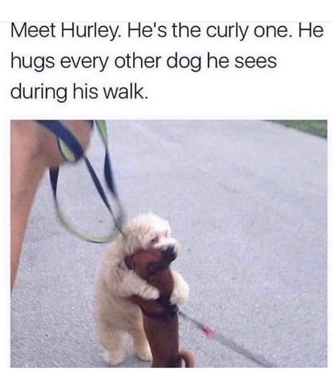 Meet Hurley. He's the curly one. He hugs every other dog he sees during his walk.