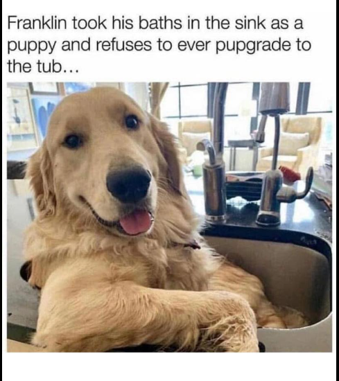 Franklin took his baths in the sink as a puppy and refuses to ever pupgrade to the tub...