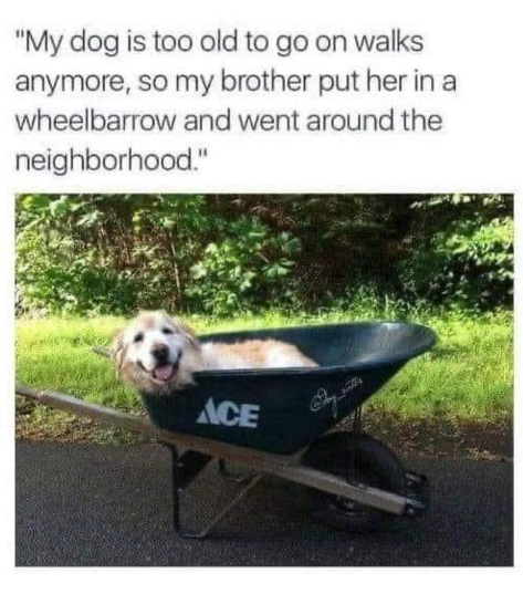 "My dog is too old to go on walks anymore, so my brother put her in a wheelbarrow and went around the neighborhood." ACE
