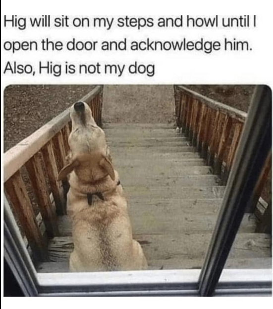 Hig will sit on my steps and howl until I open the door and acknowledge him. Also, Hig is not my dog