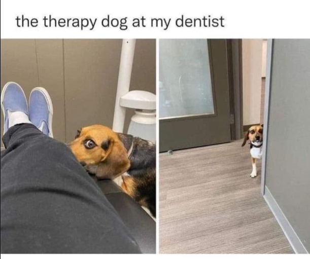 B the therapy dog at my dentist