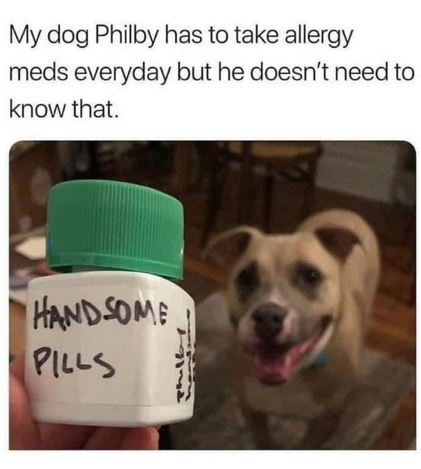 My dog Philby has to take allergy meds everyday but he doesn't need to know that. HANDSOME PILLS