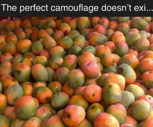 The perfect camouflage doesn't exi....