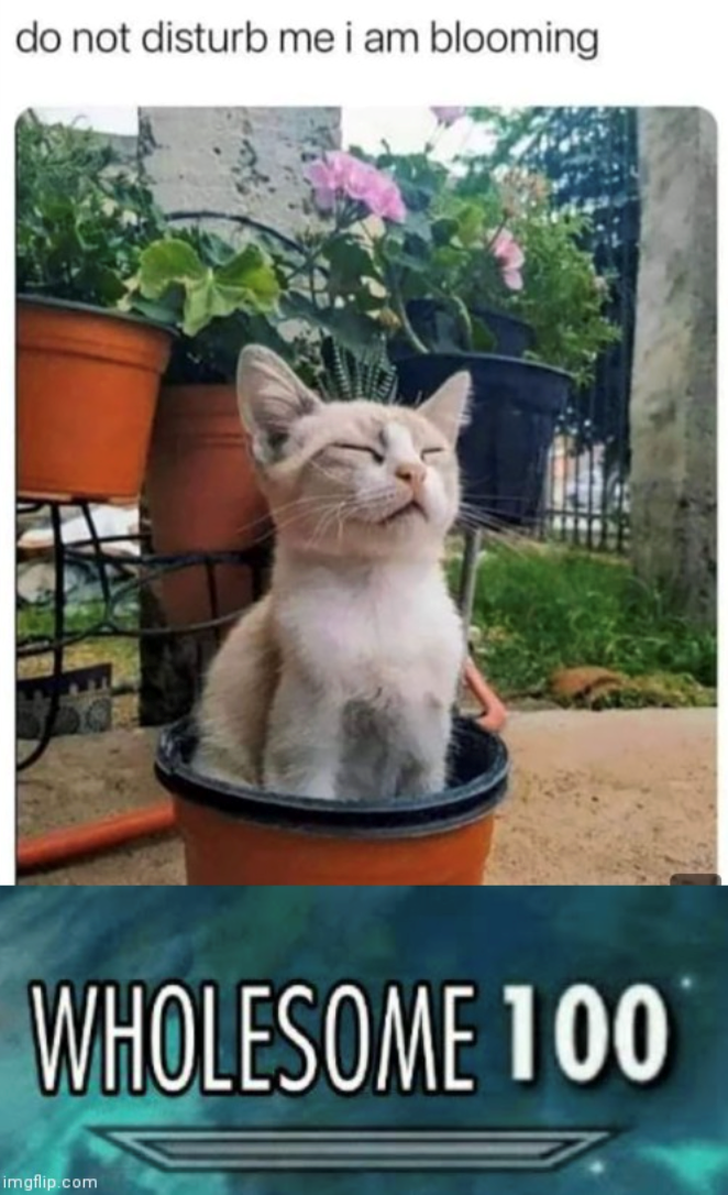 do not disturb me i am blooming WHOLESOME 100 imgflip.com