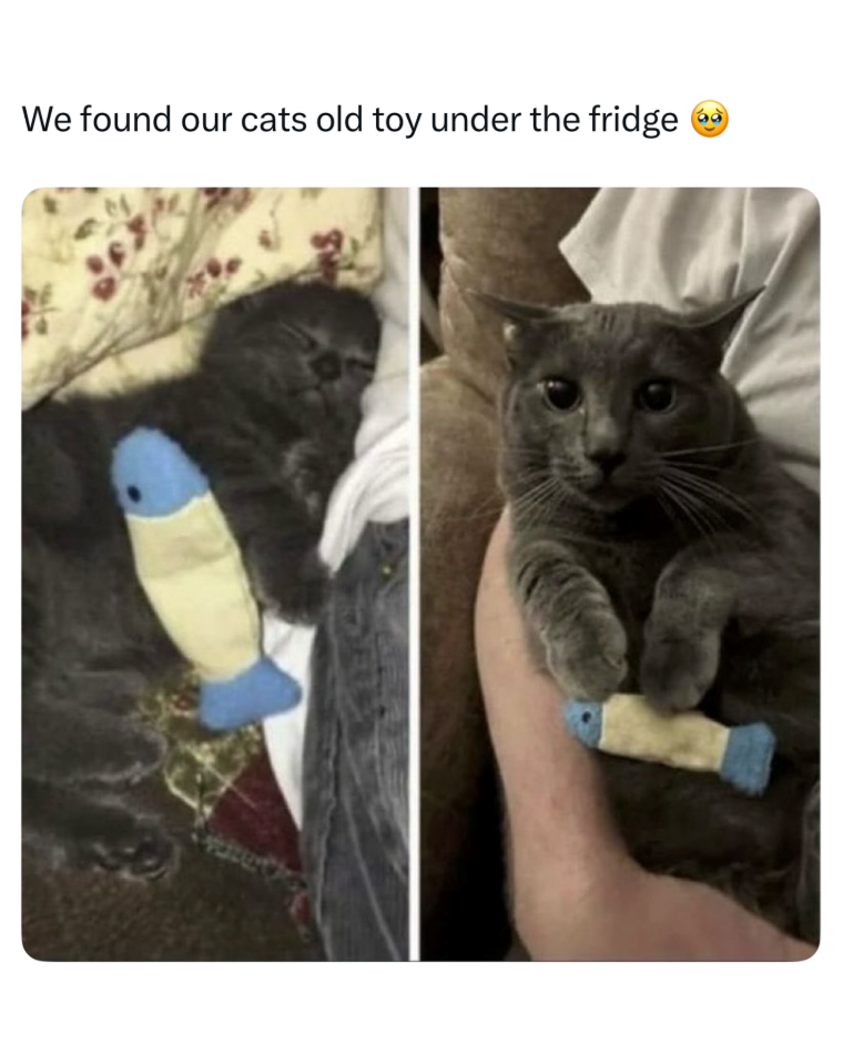 We found our cats old toy under the fridge
