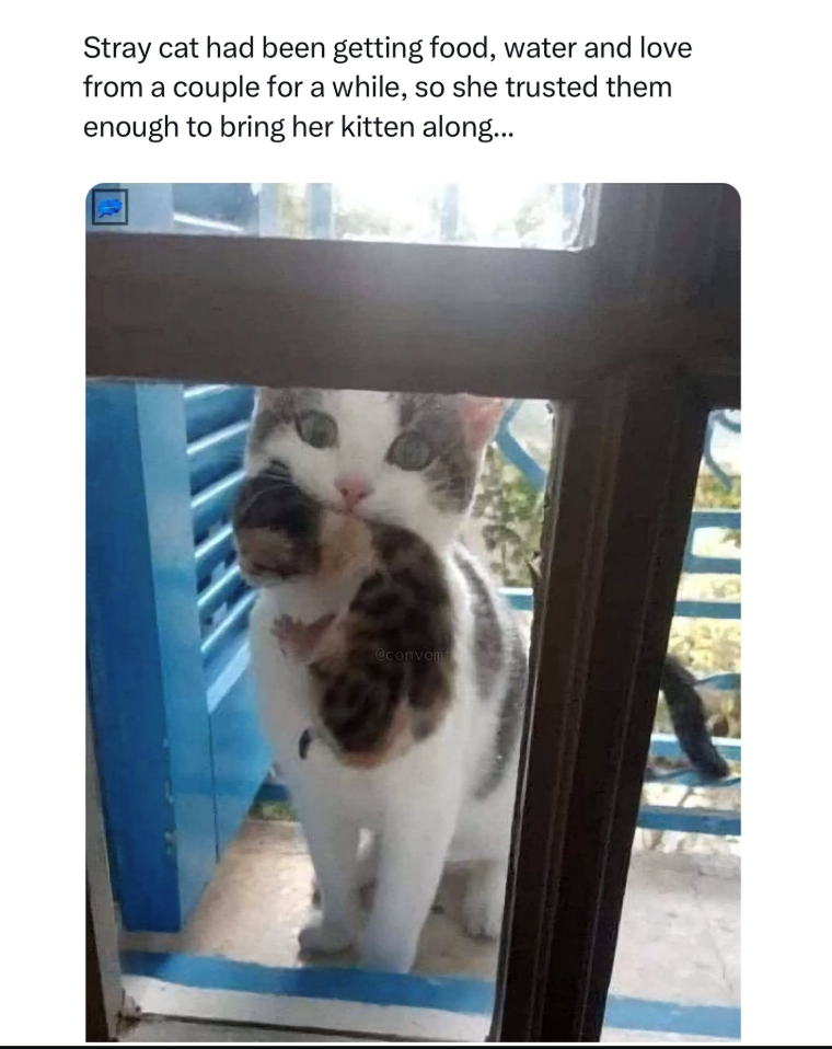 Stray cat had been getting food, water and love from a couple for a while, so she trusted them enough to bring her kitten along... @convom