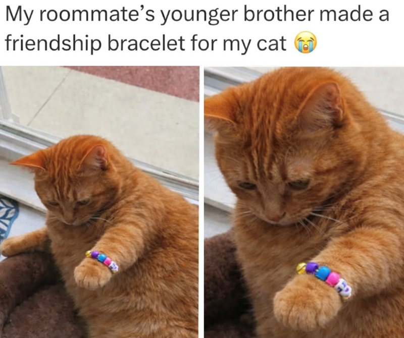My roommate's younger brother made a friendship bracelet for my cat