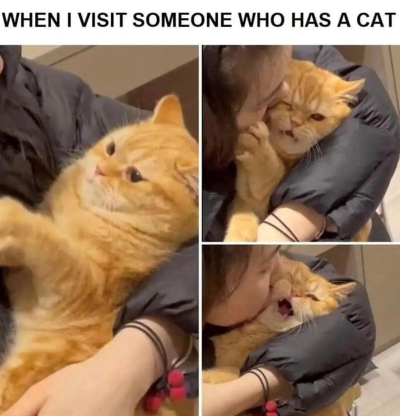 WHEN I VISIT SOMEONE WHO HAS A CAT