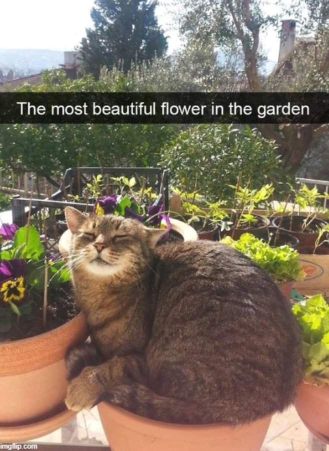 The most beautiful flower in the garden 23 imgflip.com