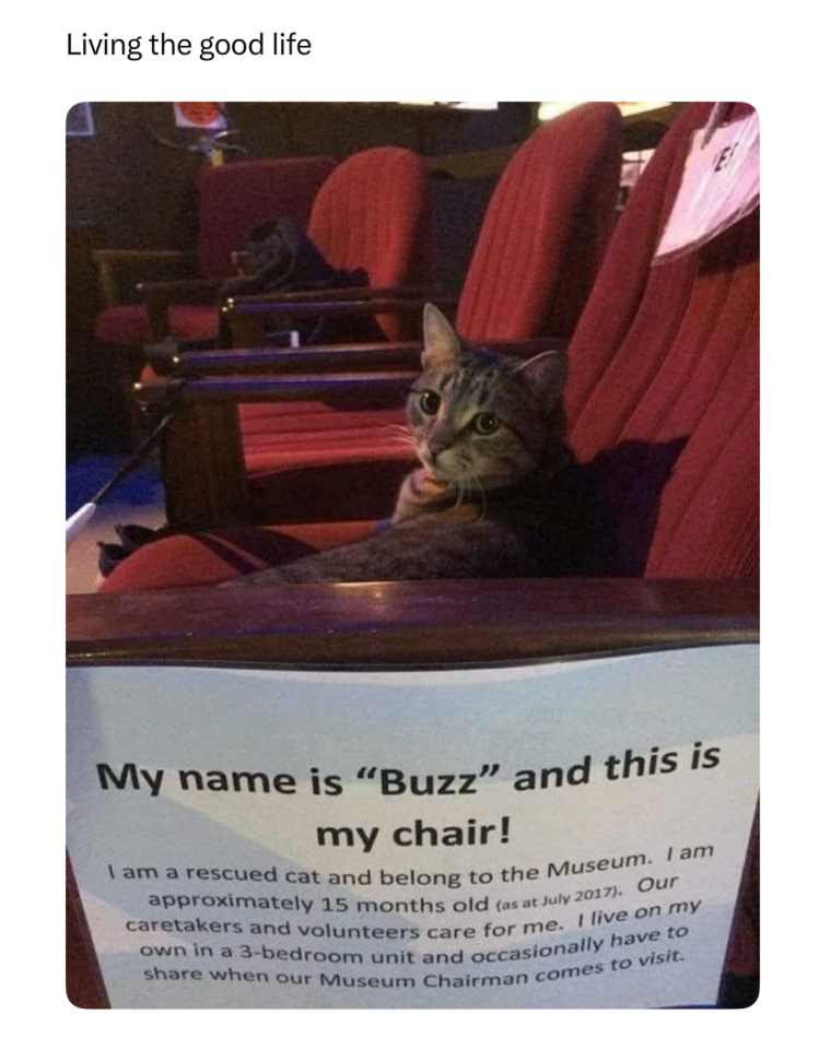 Living the good life My name is "Buzz" and this is my chair! I am a rescued cat and belong to the Museum. I am approximately 15 months old (as at July 2017). Our caretakers and volunteers care for me. I live on my own in a 3-bedroom unit and occasionally have to share when our Museum Chairman comes to visit.