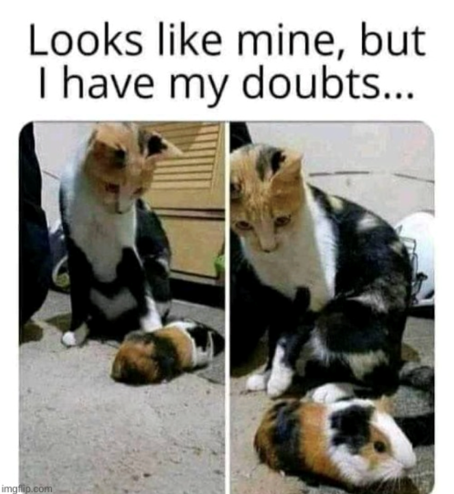 Looks like mine, but I have my doubts... imgflip.com