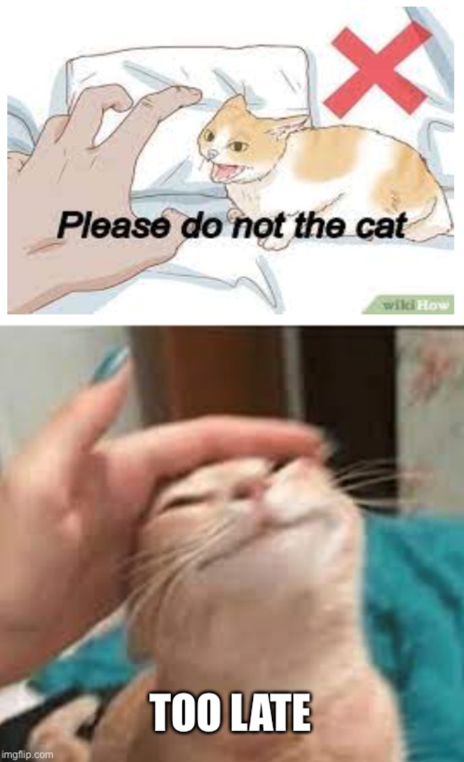 Please do not the cat TOO LATE imgflip.com wiki How