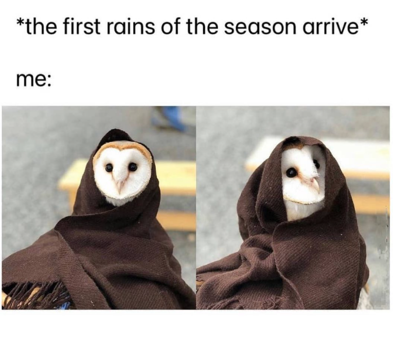 *the first rains of the season arrive* me: